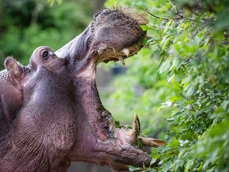 Ein Flusspferd im Zoo Berlin